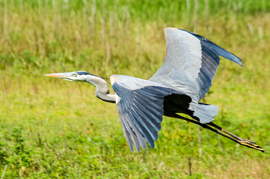 Great Blue Heron, Myakka River State Park,Florida, 2013