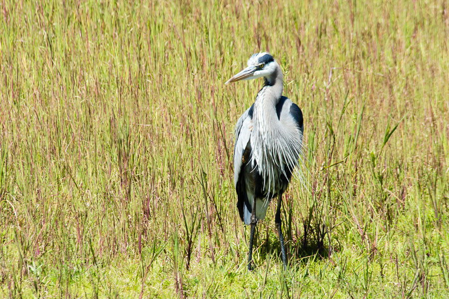 Great Blue Heron, Myakka River State Park, Florida, 2013