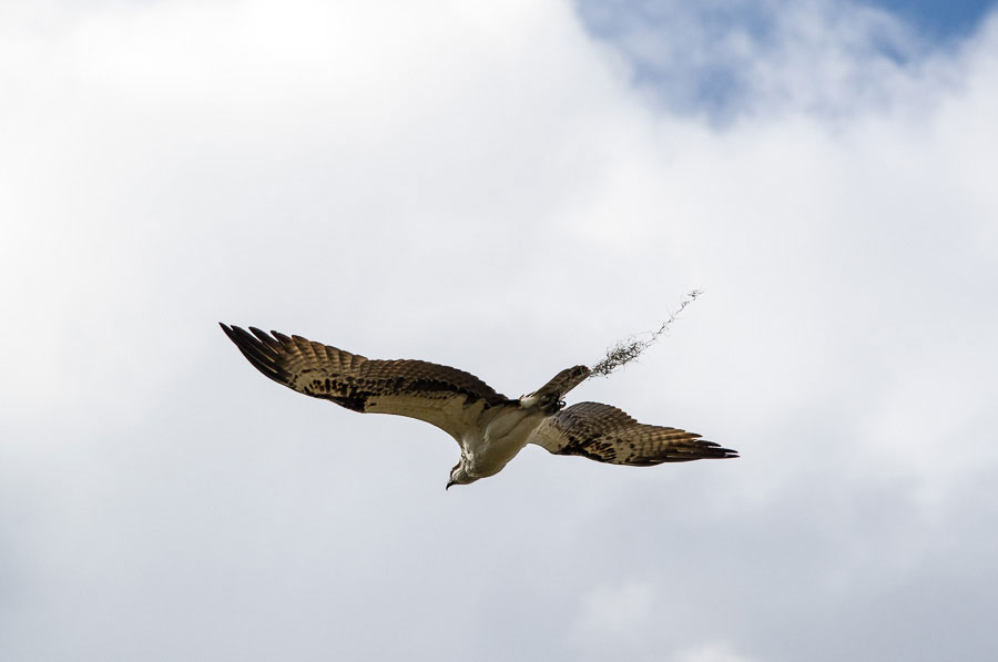 Osprey, Bradenton,Florida, 2013