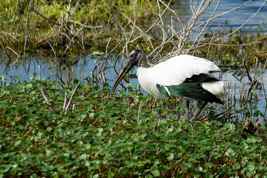 Wood Stork, Bradenton, Florida, 2013