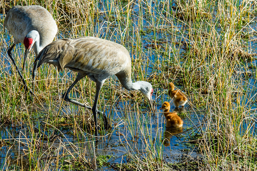 Sandhill Crane,Bradenton, Florida, 2013
