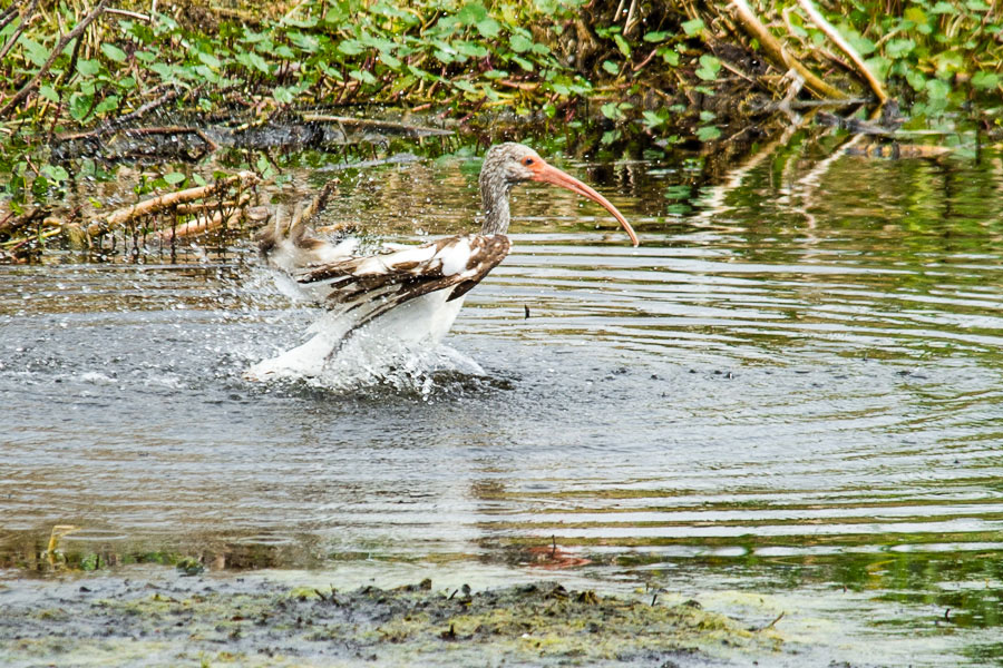 Juvenile, White Ibis,Bradenton, 2013